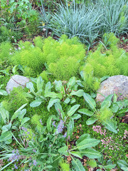 California native green garden plants