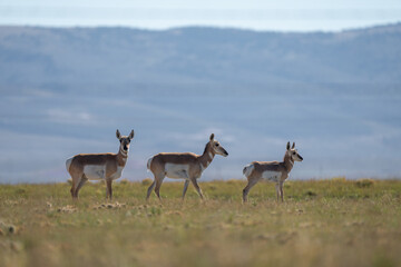 Group of Antilocapra in the field