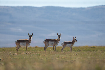 Group of Antilocapra in the field