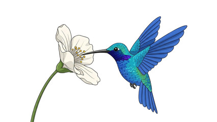 Obraz premium blue and green hummingbird hovers while feeding nectar from a delicate white flower on a plain background.