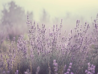 Fototapeta premium Lavender meadow in soft morning mist with elegant muted pastel tones creating a calm and dreamy atmosphere.