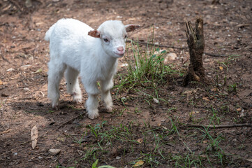 Obraz premium A cute baby goat in nature. Goat is related to the sheep, the goat is lighter of build, has horns that arch backward, a short tail, and straighter hair.