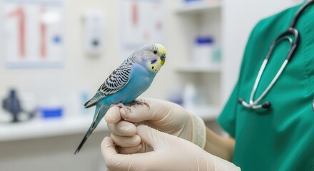 Light blue budgie held by veterinarian in green scrubs during a check up at animal clinic
