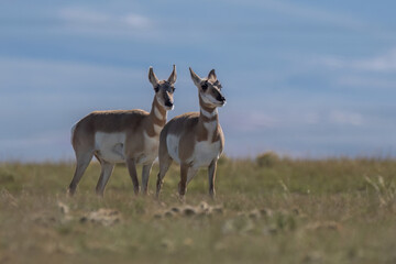 couple of Antilocapra in the field