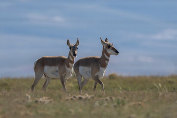 couple of Antilocapra in the field