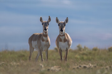 couple of Antilocapra in the field
