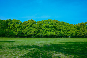 緑の公園