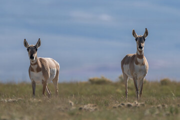 Couple of Antilocapra in the field