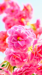 Obraz premium ピンクのカランコエの花のアップ