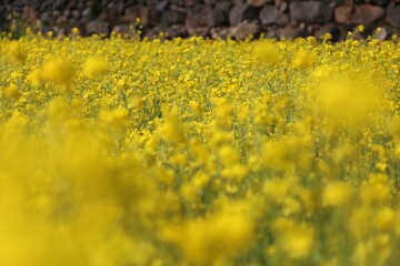 제주도 성읍민속마을 성벽 앞, 돌담과 함께 노란 유채꽃이 만개하였습니다. 아웃포커싱 기법으로 예술적 감성을 더하였습니다.