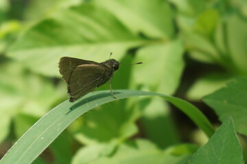 A brown butterfly was perched on a leaf, as if resting among the fresh air and beautiful green leaves.
