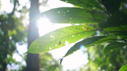 Sunlight Beams Through Lush Green Leaves in a Serene Forest. - Powered by Adobe