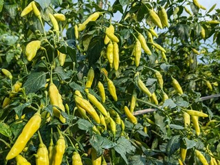 A pepper plant is shown laden with ripening yellow chili peppers, growing outdoors in a garden setting.