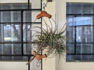 Tillandsia, a decorative air plant suspended in a metal and leather holder, near windows.