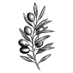 Olive branch in engraved vintage style hand drawn vector illustration design element perfect for retro organic product natural theme or classical art © Nass Studio