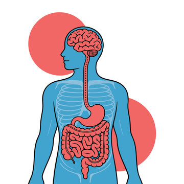 Relation of brain and intestine gut health vector flat cartoon illustration showing human connection unity of mental and digestive systems second brain concept