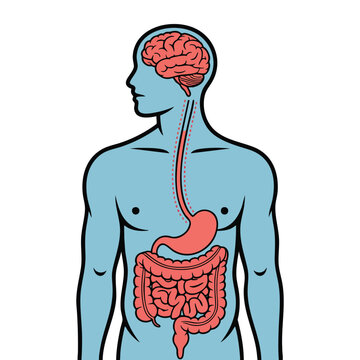 Vector illustration of brain gut health relation showing connection healthy mind and intestine unity mental digestive system second brain flat cartoon design