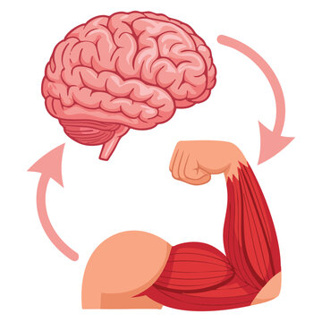 Vector illustration of brain and muscle fiber connection highlighting neuromuscular relation unity of mental and muscular growth and directional impulses