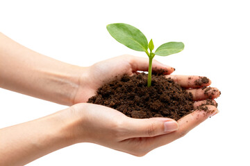 Hands gently holding a young plant with soil, symbolizing care for nature and plant growth.