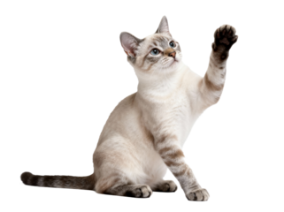 A Siamese cat is seen raising its paw and looking up, showcasing its cute and alert posture.