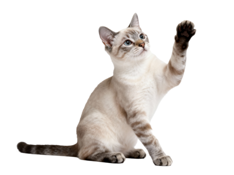 A Siamese cat is seen raising its paw and looking up, showcasing its cute and alert posture.