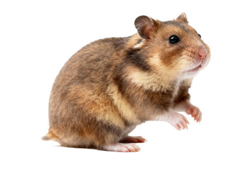 A close-up of a cute hamster with brown and white fur standing on a white background.