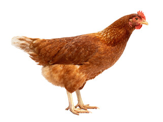 Fototapeta premium A brown hen is standing alone on a white background, showcasing its feathers and overall appearance.