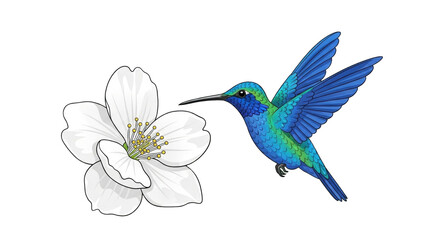 Obraz premium blue and green hummingbird hovers near a delicate white flower, its long beak poised to drink nectar.