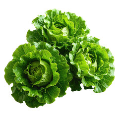 Close-up of three fresh, vibrant green lettuce heads arranged on a stark black background