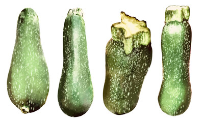 リアルな水彩タッチのズッキーニのイラスト素材セット