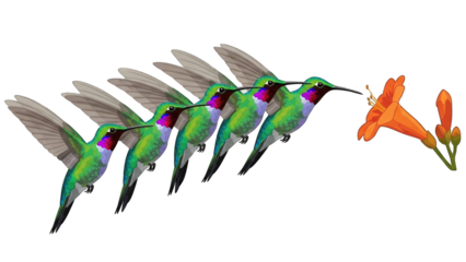 Hummingbird sequence illustration, showing a bird feeding from an orange flower.