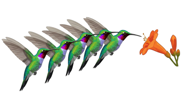 Hummingbird sequence illustration, showing a bird feeding from an orange flower.
