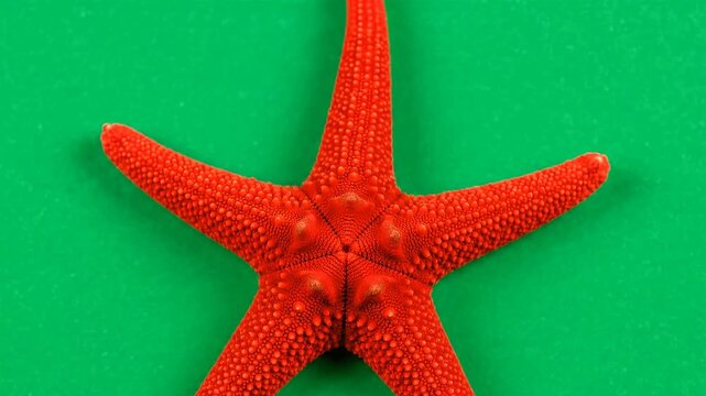 Red starfish on a green background