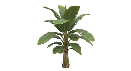 Banana plant tropical tree foliage greenery exotic leaves nature botanical decoration indoor outdoor garden