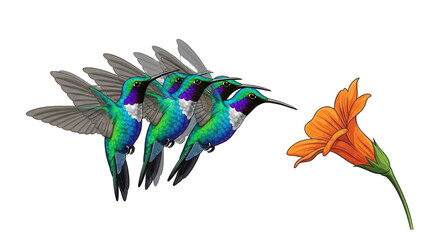 Colorful Hummingbirds Approaching Vibrant Flower