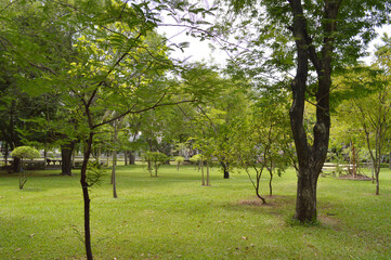 Obraz premium beautiful view of the park