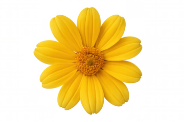 Yellow daisy flower with radiating petals and a textured center, isolated on transparent background
