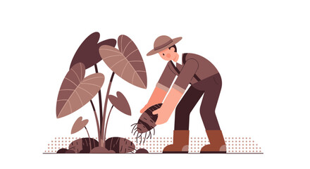 Fototapeta premium Farmer Harvesting Giant Taro Root From Ground Surrounded By Big Green Leaves Environment