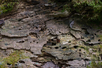 an unusual carved texture of a stratified rotten tree, eaten by bark beetles and covered with moss. High quality photo