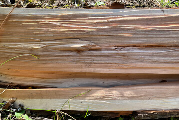 木の断面。木目。割れた幹。Cross-section of wood. Wood grain. Cracked trunk.