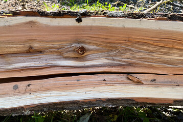 木の断面。木目。割れた幹。Cross-section of wood. Wood grain. Cracked trunk.