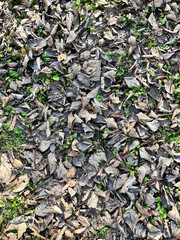 落ち葉, 絨毯, 公園, 秋, Fallen leaves, carpet, park, autumn, 