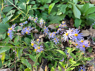 花, ピンク, 紫,  フローラル, 美しい, Flower, Pink, Purple,  floral, beautiful,