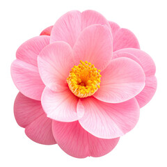 A delicate pink Camellia flower with a yellow center, isolated on a black background