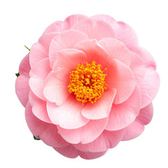 Close-up of a vibrant pink flower with layered petals and a bright yellow center