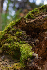 A beautiful textural fracture site of an old forest stump. The ragged woody body of a log that fell in the forest. Up closePhoto of the inner world of a wooden stump. High quality photo