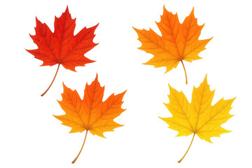 Autumn maple leaves set: red, orange, and yellow foliage bringing seasonal change with transparent background