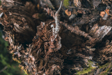 A beautiful textural fracture site of an old forest stump. The ragged woody body of a log that fell in the forest. Up closePhoto of the inner world of a wooden stump. High quality photo