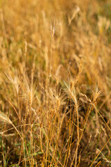 Golden foxtail barley seed heads with long awns rising from dry yellow grass in sunny field. 
