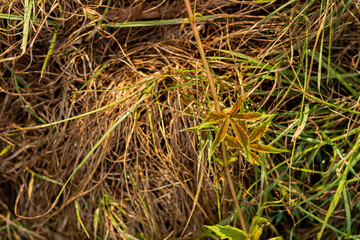 Yellowing five-pointed star leaf with serrated edges amid dry brown grass stems in field. 
